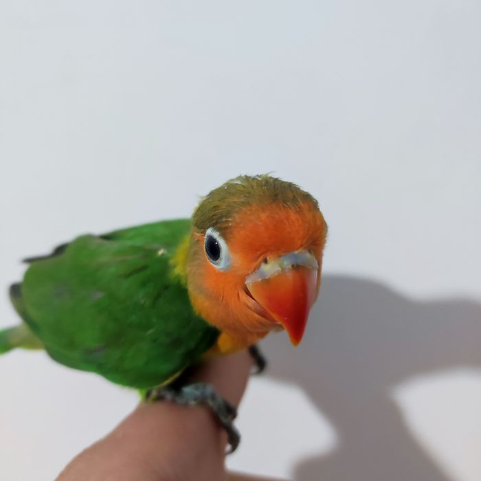 Ruchnoy popugay sotiladi