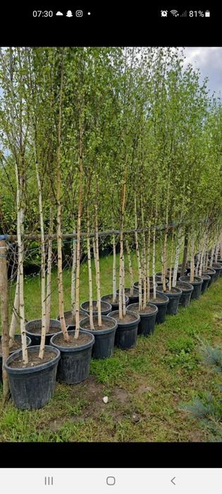 Copaci de vanzare Mesteacăn  Tei Platan Leylandii