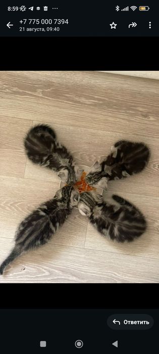 Вислоухий шотландский кот. Вязка