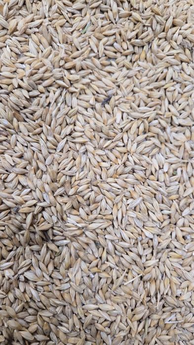 ячмень , пшеница , овес , зерно отход