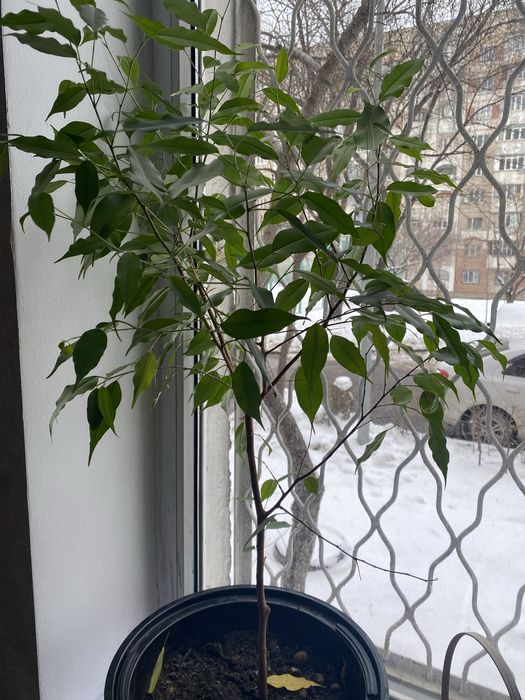 Продам алое 5 лет в горшке