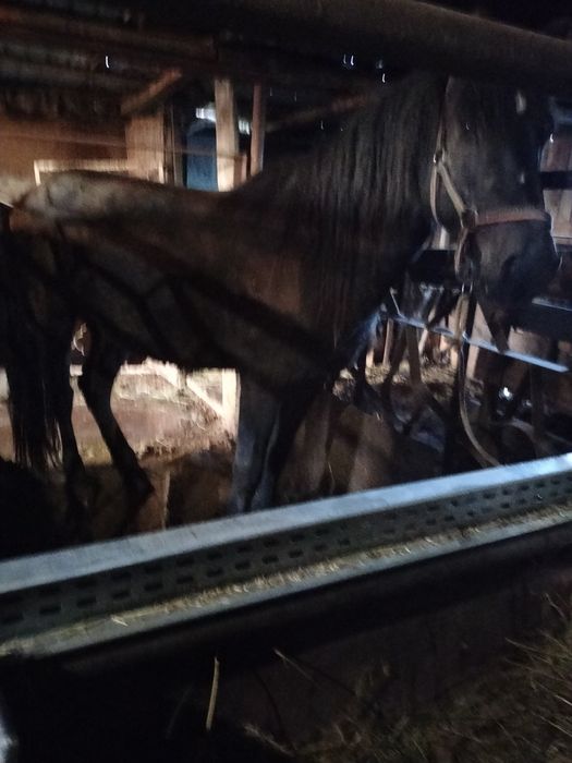 Кобыла 5 лет на откорме 2 месяца