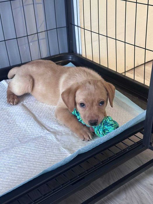 Продаётся щенок Лабрадора