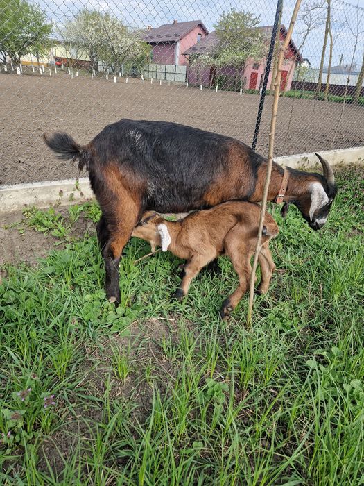 Capră tânără rasa anglo-nubian+ un ieduț