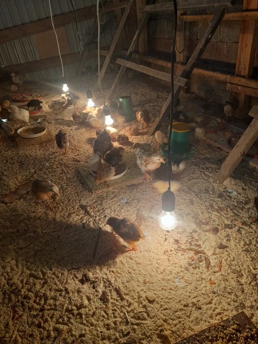 Шөжектер жүз шт.