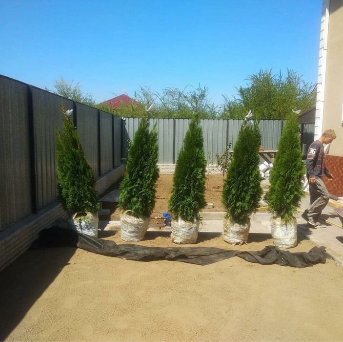 Туя смарагд пиррамидальная