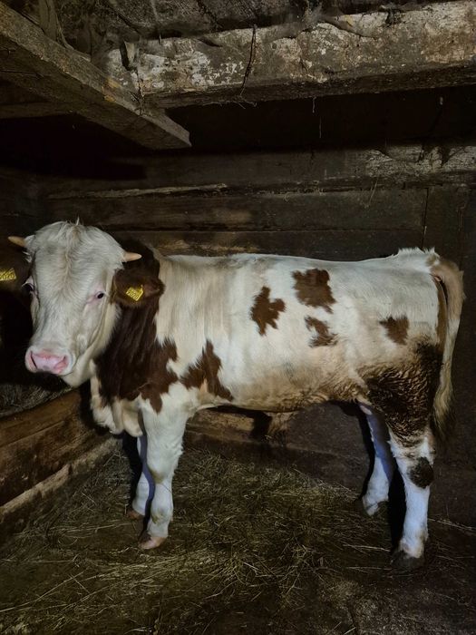Vând vițel de 8 luni