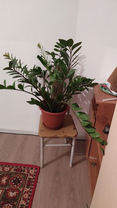 Доллар гүлін сатам