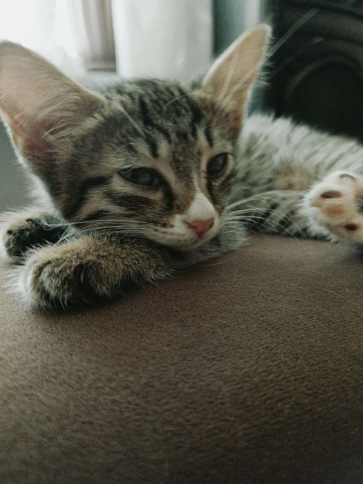 Котята бесплатно