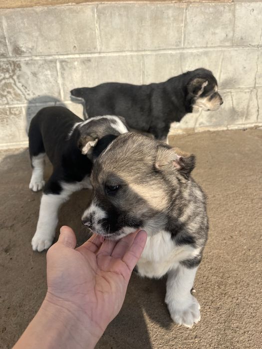 Қазақы төбет күшіктері