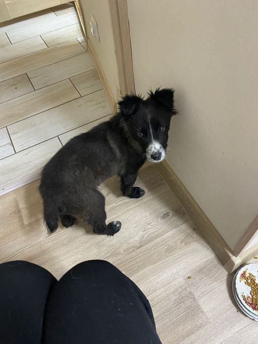 Дарю красивого щенка