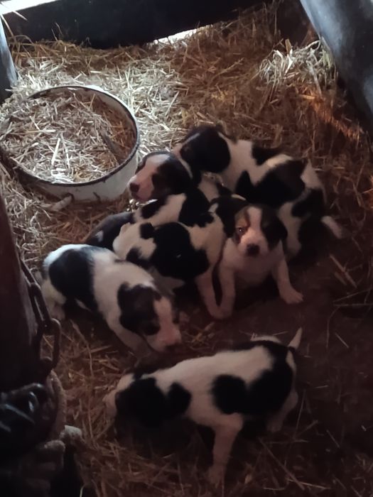 Продам щенков русская пегая гончая.