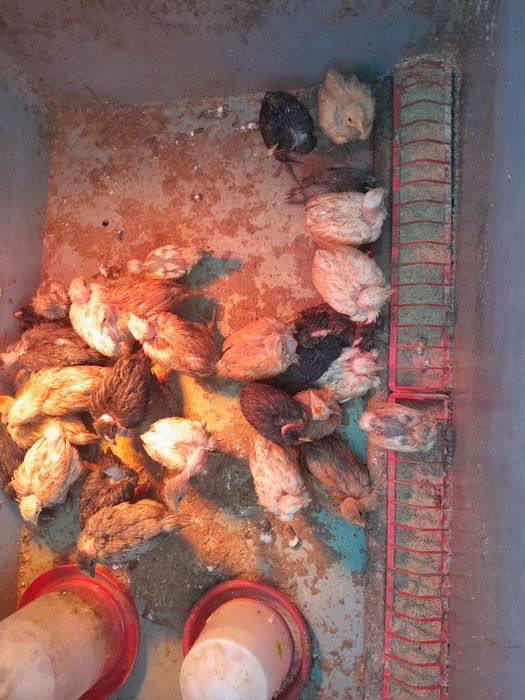 Pui de vânzare  16 lei bucata