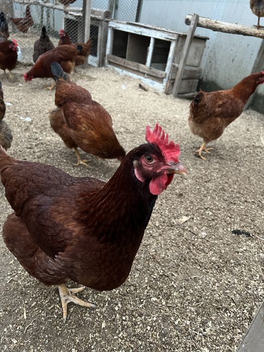 Жўжа сотилади ханхяп тавуқ жўжаси тозза зотли тавуқлар