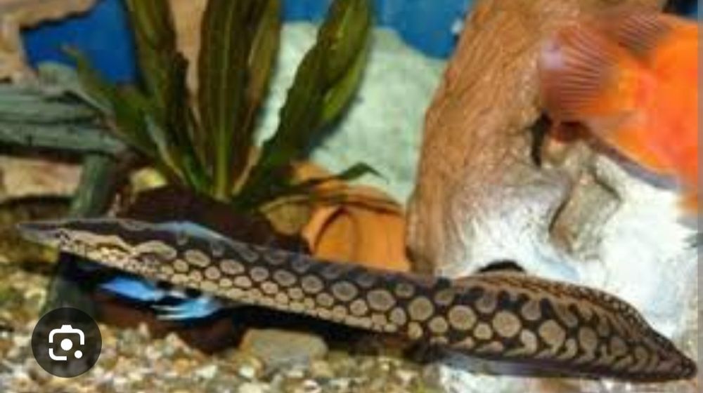 Мастанцембел рыбка