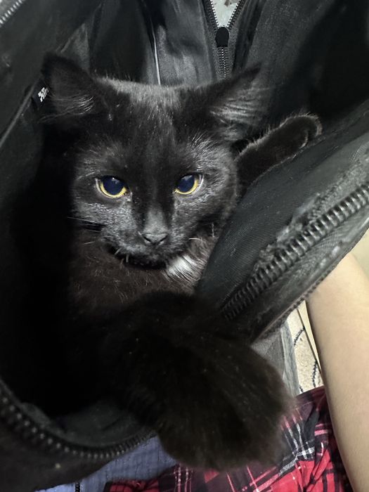 Koтенок по кличке Марсель