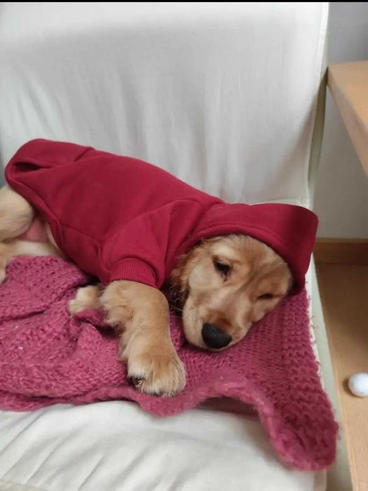 Haine Cainii pisici in mai multe culori ṣi marimi