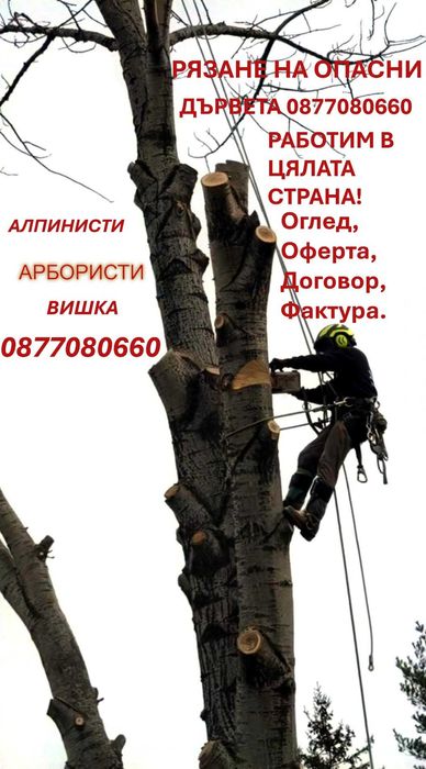 РЯЗАНЕ на Опасни и Високи Дървета в Цялата Страна