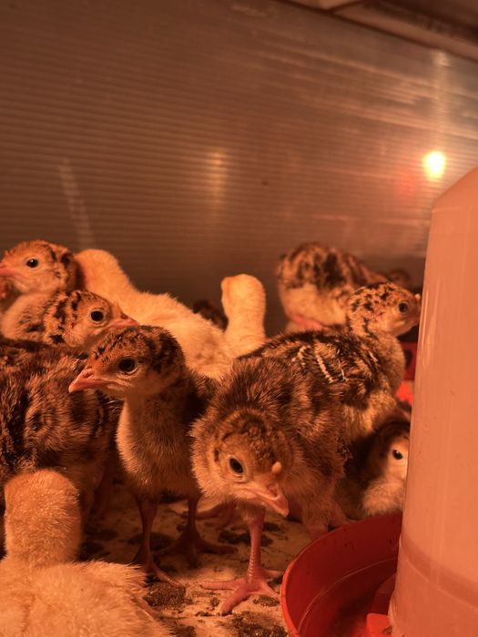 Продам индюшат бронза утяжеленная