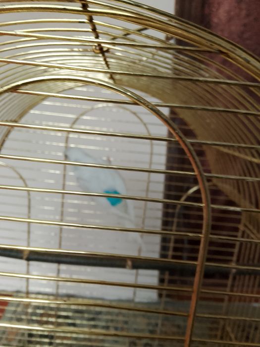 Папугаи волнистый .