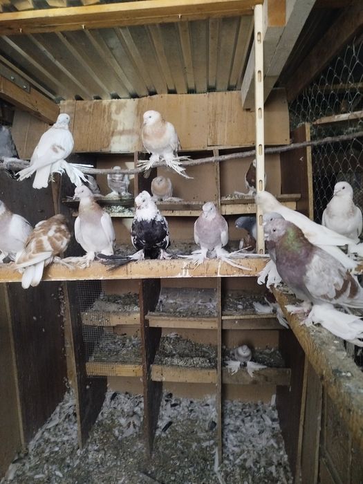 Продам голубей с игрой и греблей