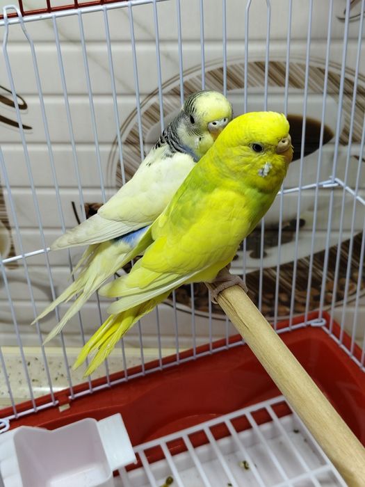 Попугай комплект