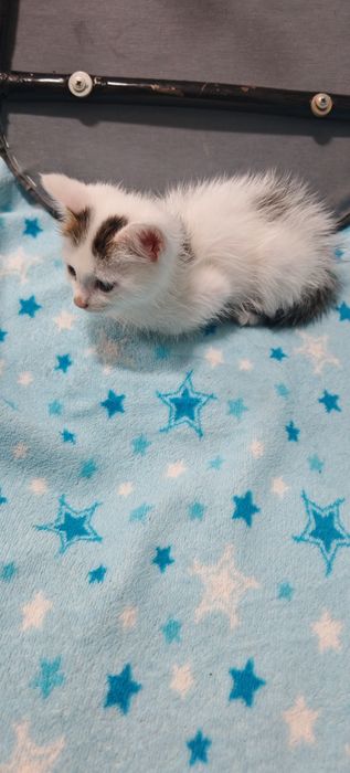 Котёнок, по возрасту стерилизуем