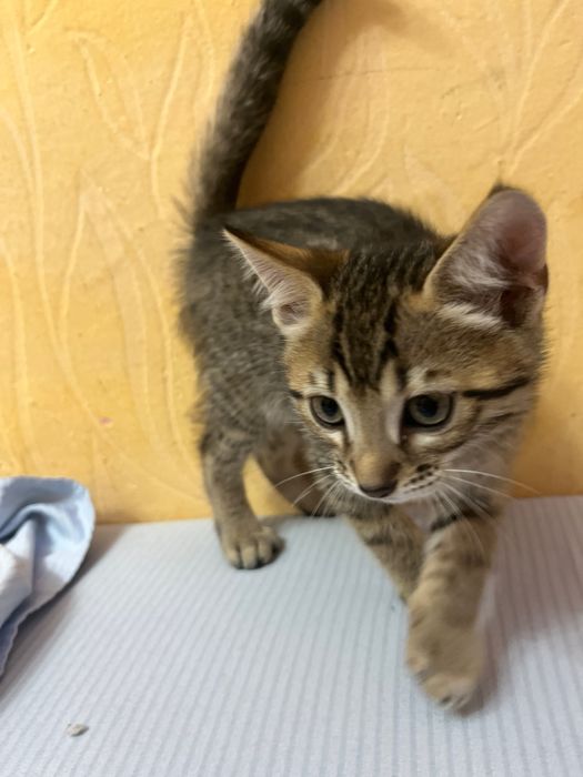 котенок в добрые руки