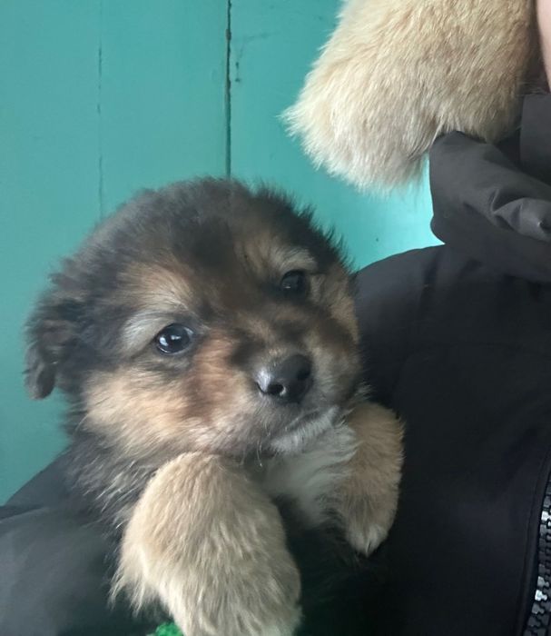 Щенки дворняжки в добрые руки