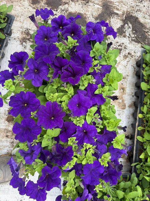 Петуня цветы рассады