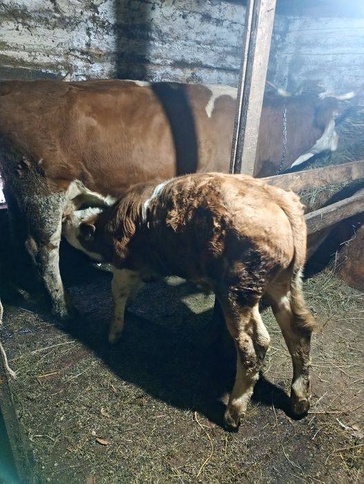 Vând vițel de 3 luni