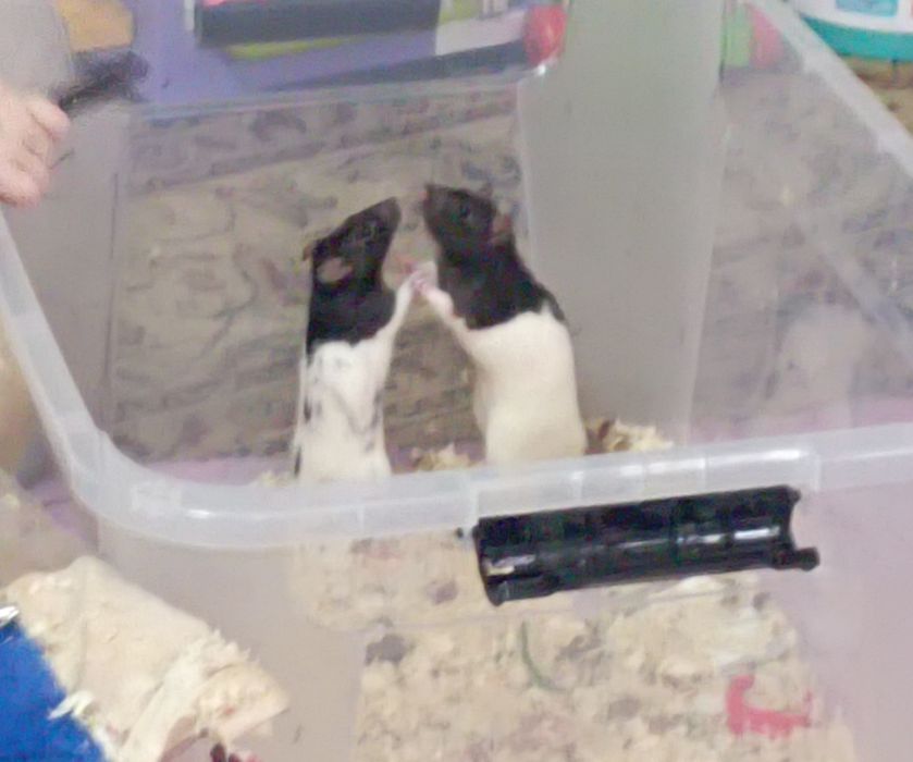 Продам милых Крысят