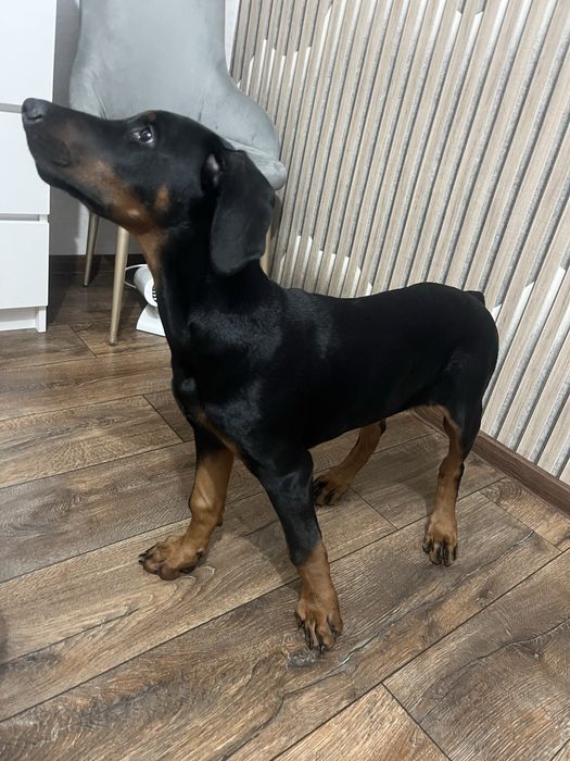 Продам добермана