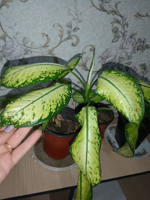 Продаётся комнатный цветок