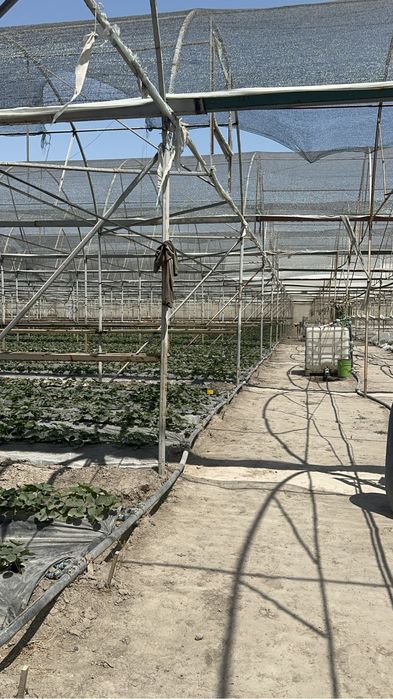 Теплица арендага берилади