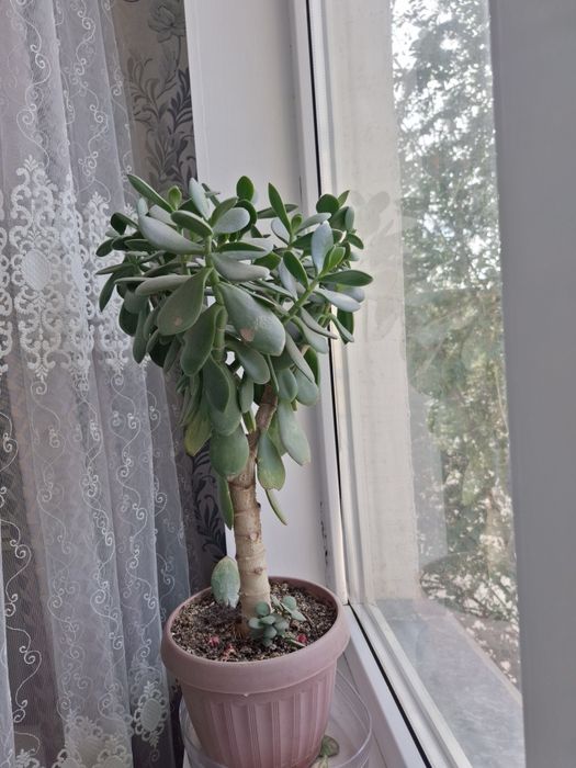 Продам 2 денежных цветов Алматы