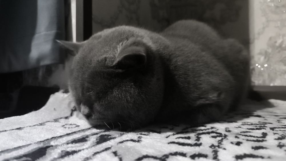 Зотлий Мушук! эрка ва аёл 2 таси 140$