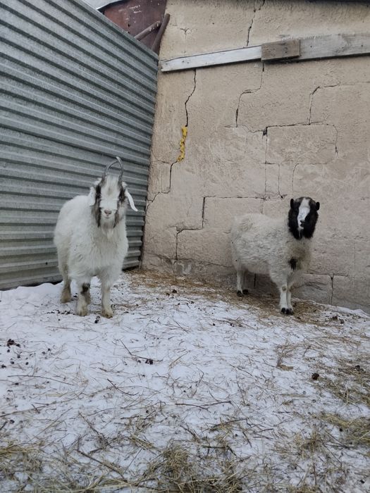 Продам козу с козлёнком