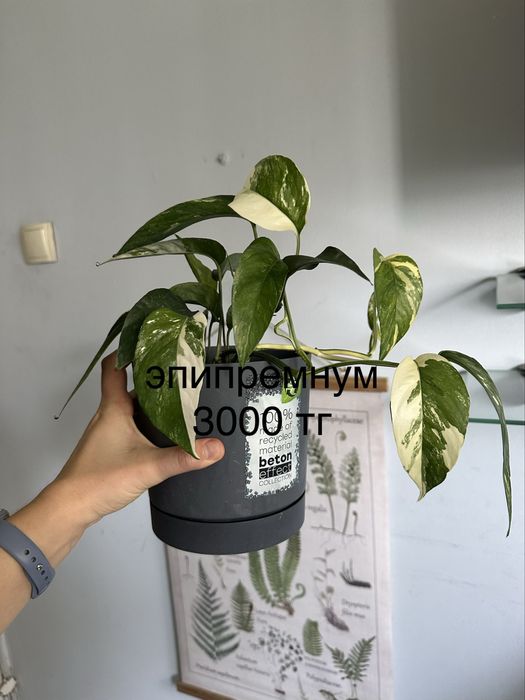 Комнатные растения