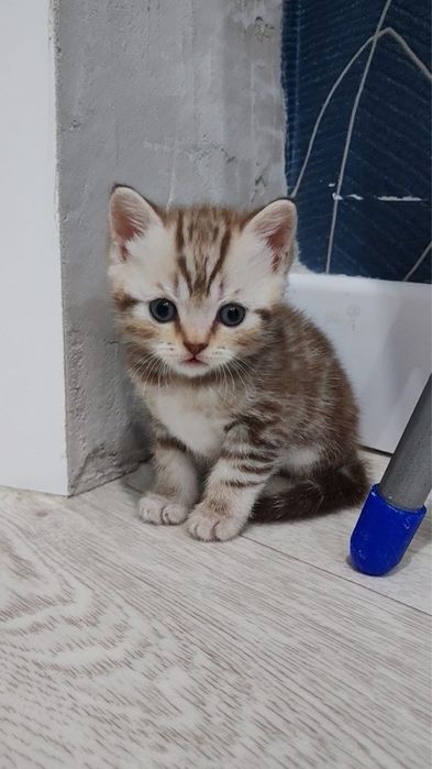 Шикарные котята Шотланцы продажа