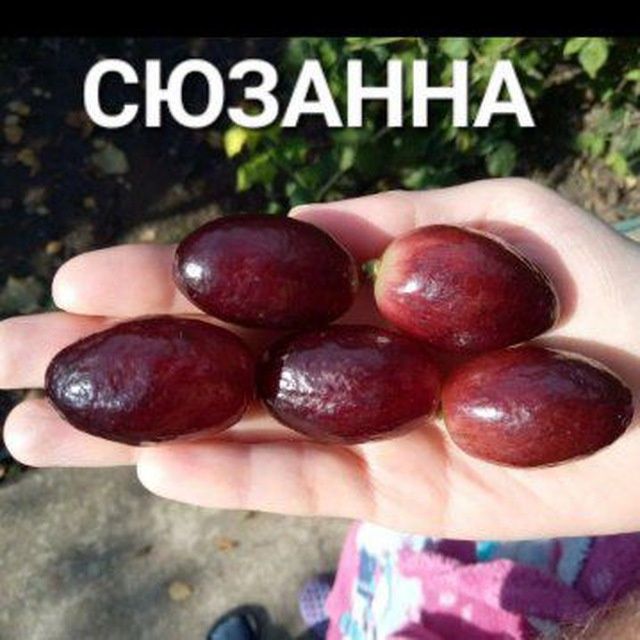 УЗУМ енг янги сортлари бор сортига кафолат берамиз