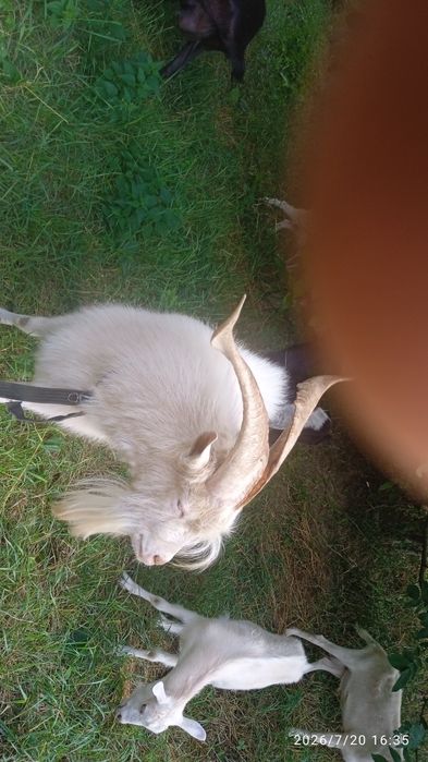 De vânzare capre și un țap