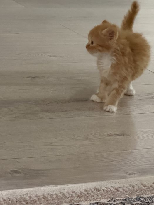 Mushuk 3 oyli bjdbdndbdbdndndkeenne