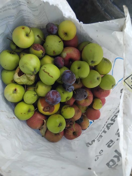 Buna ziua de vanzare prune pt compot si pt tuica  turdanr de telf afiasat 0770300940