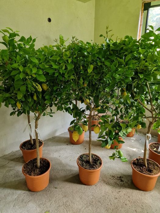 Lamai, portocali, mandarini, palmieri, maslini, plante exotice, cycas