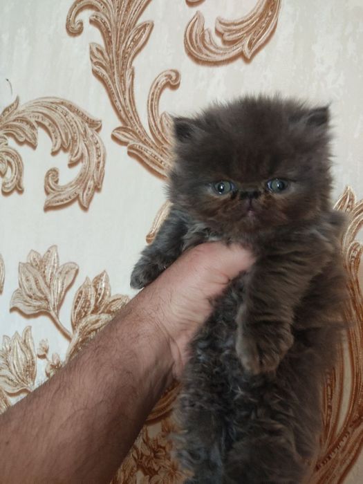 Персидские котята зксрималы