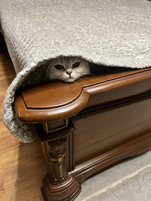 Передержка кошек недорого