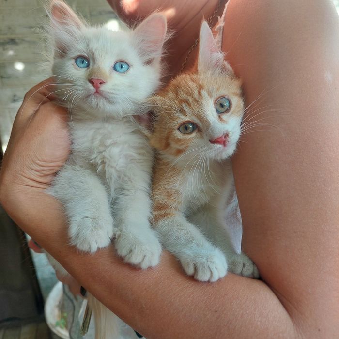 Бесплатно котята