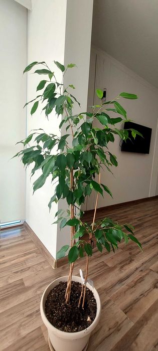 Продам фикус Бенджамина