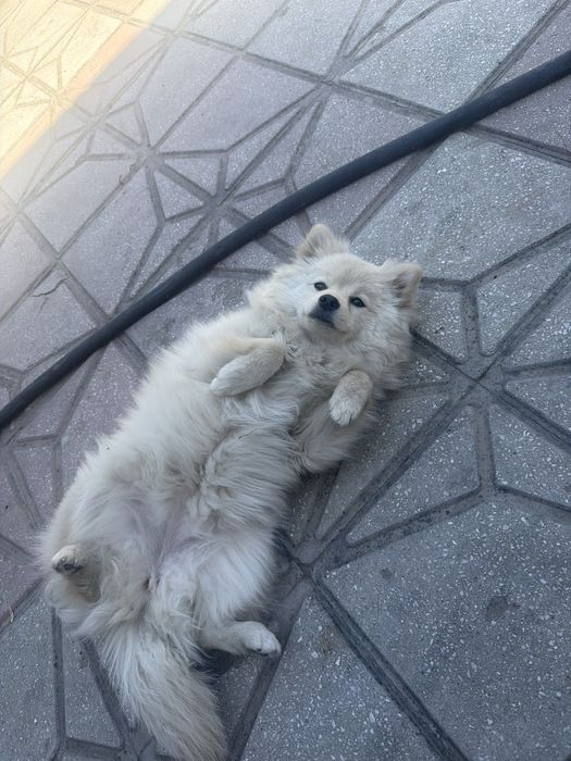 Шынка шпиц сатилады